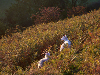 Sheep hill This landscape photograph features Sheep Hill, a rural area within the North Yorkshire Moors in the United Kingdom. Captured in the early evening during autumn in 2018, the image shows two Sheep, representative of the area's animals, grazing among dense vegetation and ferns. The scene highlights the natural environment typical of the moors, with the lower sun casting a warm light across the sloping terrain and distant woodland. The photograph reflects the essence of rural North Yorkshire, emphasizing the presence of animals and nature at this time of year.